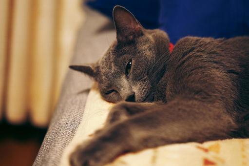 のんびりとした家猫の日常 のんびりとした家猫の日常の写真