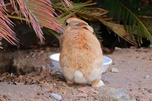 うさぎのおしり うさぎのおしり うさぎ,ウサギ,兎の写真素材