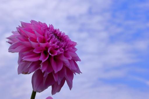 秋の空とダリア-1の写真
