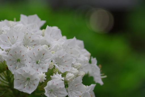 カルミア 白い花 夏の花 カルミア 白い花 夏の花 カルミア,夏の花,白い花の写真素材