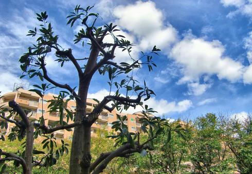 九月の雲-7 九月の雲-7 九月,青空,空の写真素材