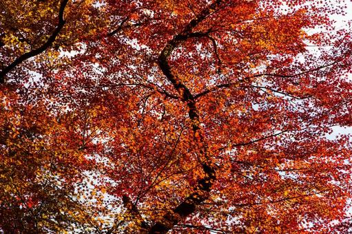 紅葉風景 紅葉風景,紅葉,箕面の写真素材