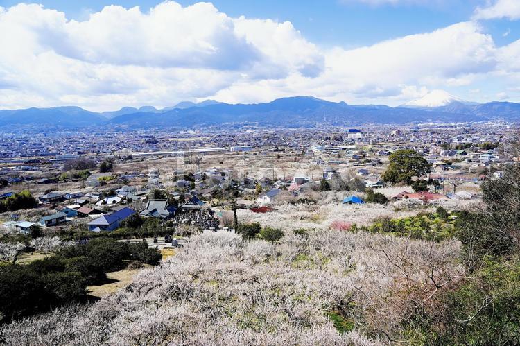 梅園と街並みの春景色 神奈川県,枝,陽光の写真素材