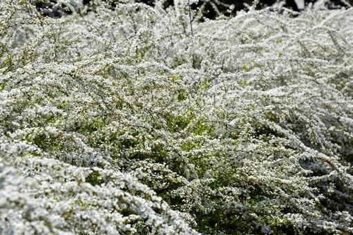 ユキヤナギ_2 ユキヤナギ_2の写真