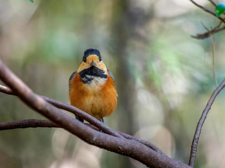 枝にとまるヤマガラ ヤマガラ,野鳥,鳥の写真素材