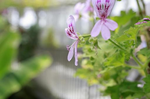 雨に濡れた紫色の花 雨に濡れた紫色の花 花,自然,ピンクの写真素材