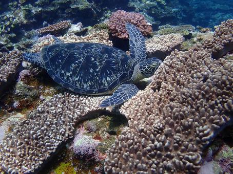 目を閉じたウミガメ ウミガメ,うみがめ,海亀の写真素材
