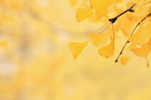 いちょう 植物,秋,自然の写真素材