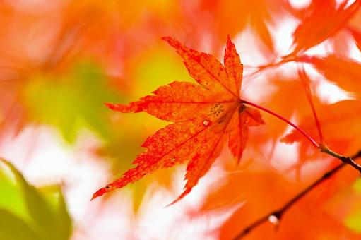 紅葉したイロハモミジの葉 イロハモミジ,紅葉樹,きれいの写真素材