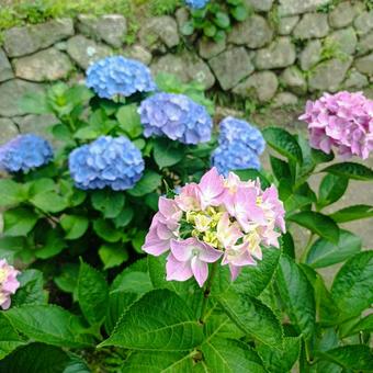紫陽花 紫陽花の写真