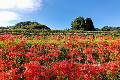 秋の風景/田んぼのり面の鮮やかな彼岸花 秋の風景/田んぼのり面の鮮やかな彼岸花 彼岸花,秋,花の写真素材
