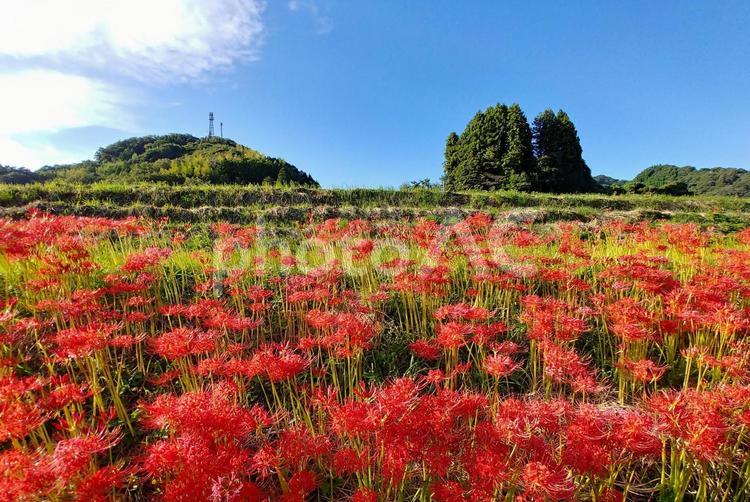 秋の風景/田んぼのり面の鮮やかな彼岸花 彼岸花,秋,花の写真素材