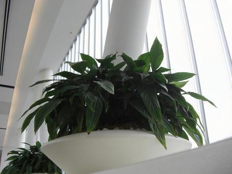 スパティフィラム スパティフィラムの写真