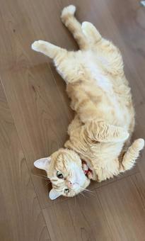 ねこ 寝転がる ねこ 寝転がるの写真