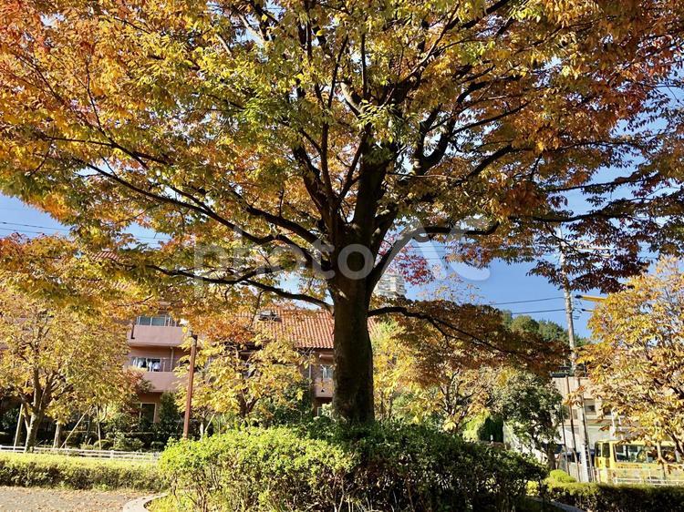 大きな紅葉の木と住宅街 紅葉,木,風景の写真素材