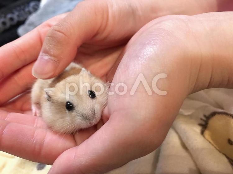 家に来たハムスターの赤ちゃん ハムスター,動物,アニマルの写真素材