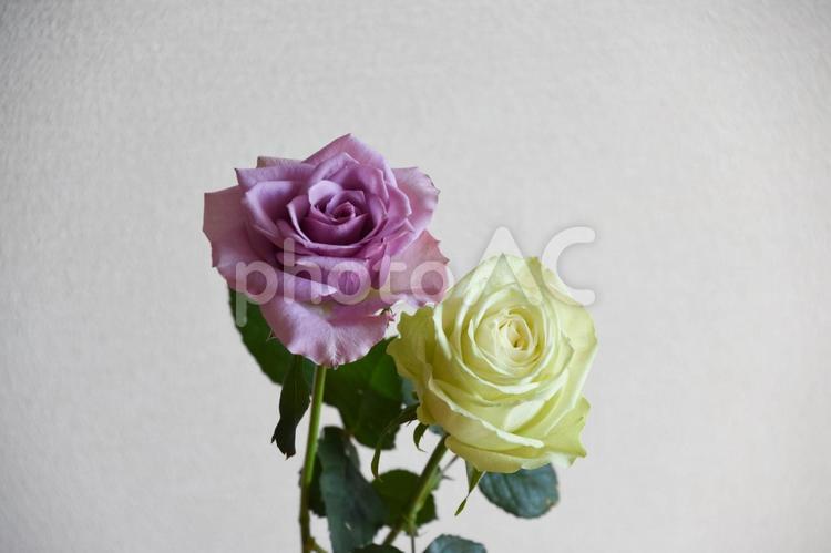 紫と緑のばら 緑,紫,花の写真素材