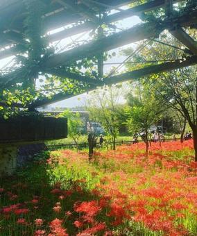 赤の絨毯 赤の絨毯 赤,埼玉県,曼珠沙華の写真素材