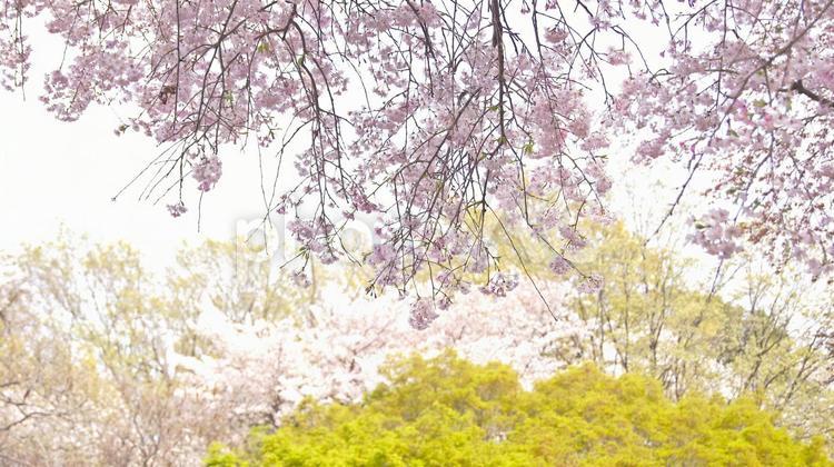 枝垂桜-268 枝垂桜,ヤエベニシダレ,ピンクの写真素材