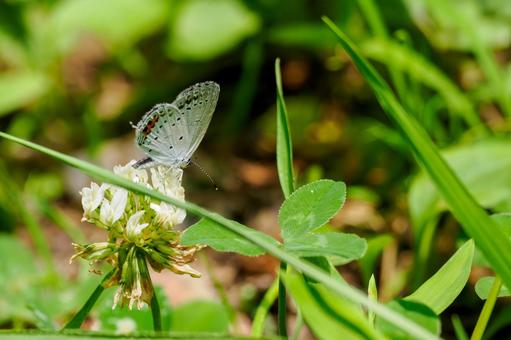 Photo, early summer, butterfly, short-tailed blue, 