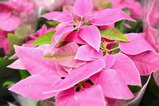 プリンセチア　11月12月ガーデニング プリンセチア,ピンク,12月の写真素材