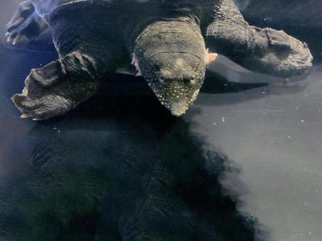 スッポンの写真