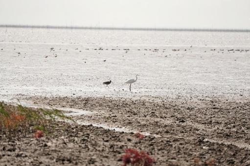 佐賀 干潟よか公園で餌を探す鳥たち2 干潟の鳥,野鳥,渡り鳥の写真素材