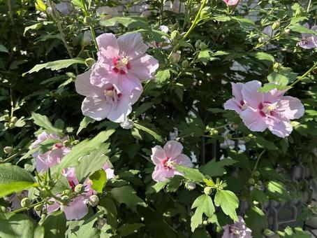 Rose of Sharon, JPG