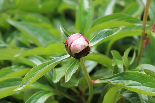 開花待ちのシャクヤクの蕾アップ 開花待ちのシャクヤクの蕾アップ 芍薬,シャクヤク,蕾の写真素材