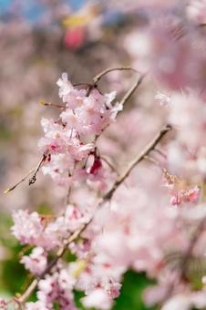 満開の桜2 満開の桜2の写真