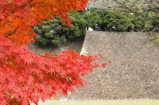 石垣と紅葉 石垣と紅葉の写真