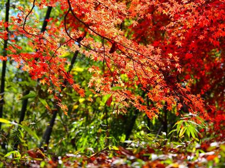 紅葉（岩櫃山） 紅葉,もみじ,秋の写真素材