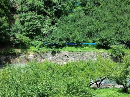 Photo, ishigaki, green, vegetation, 