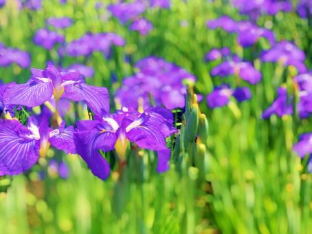 菖蒲 菖蒲の写真