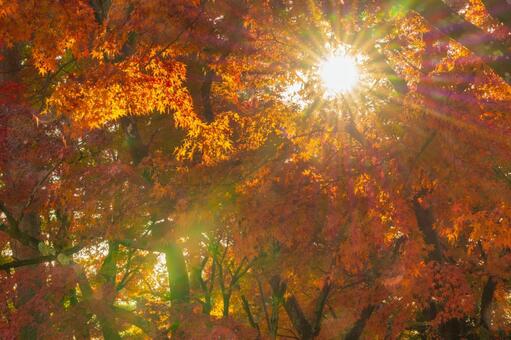 紅葉の葉の隙間から見える陽の光 紅葉,モミジ,陽の光の写真素材