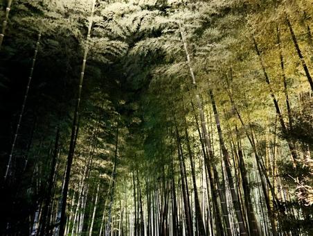 竹林の夜、光に包まれて 竹林,夜景,ライトアップの写真素材