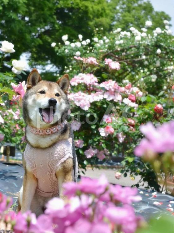 薔薇と柴犬 薔薇,バラ,ばらの写真素材