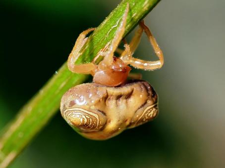 オオトリノフンダマシ オオトリノフンダマシ,蜘蛛,フンダマシの写真素材