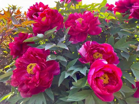ボタンの花 赤 ボタンの花 赤 牡丹,ボタン,ぼたんの写真素材