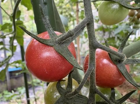 トマト トマト トマト,野菜,畑の写真素材