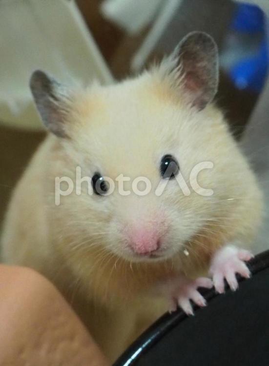 キンクマハムスター　ハムスター ハムスター,hamster,小動物の写真素材