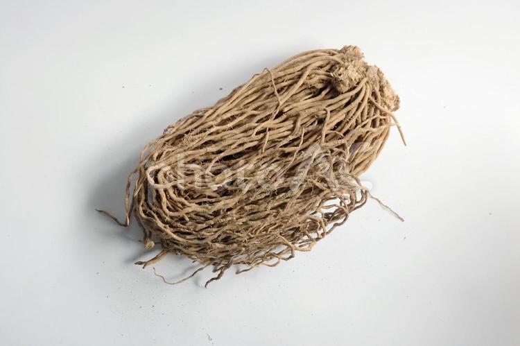 アスパラガスの苗（根）02 アスパラガス,野菜,苗の写真素材