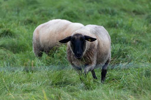 正面に向かってくるひつじ めん羊基地展望台,ひつじ,2匹の写真素材