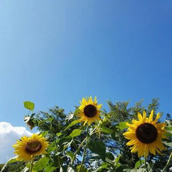 ひまわり ひまわりの写真