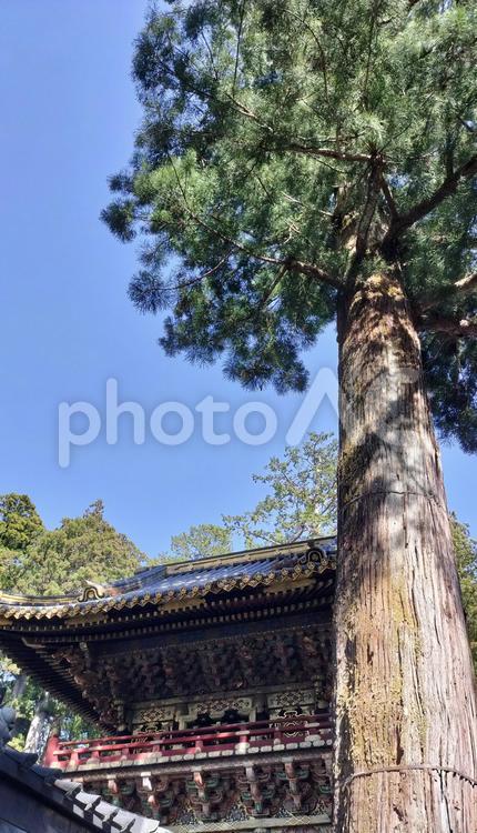 巨木と神社 神社,社寺,寺社仏閣の写真素材