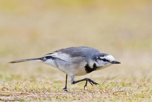 獲物を狙う冬羽のハクセキレイ ハクセキレイ,白鶺鴒,セキレイの写真素材