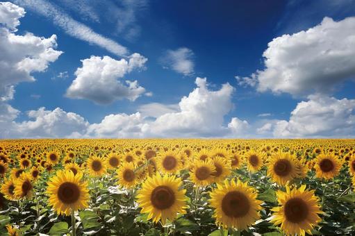 青空と群生の向日葵 青空と群生の向日葵の写真