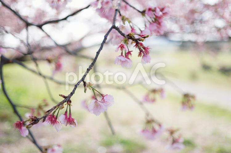 桜の花 桜,花,満開の桜の写真素材