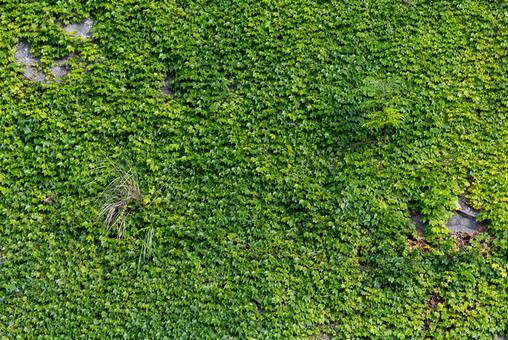 Silence of the green wall, JPG