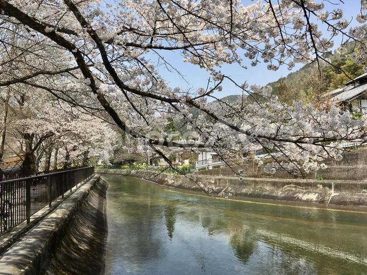 春の琵琶湖疏水（京都・山科） 琵琶湖疏水,春,桜の写真素材